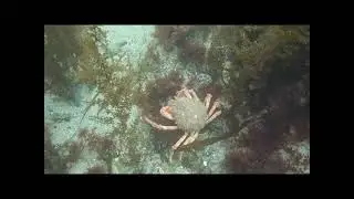 An impressive Cornish spider crab