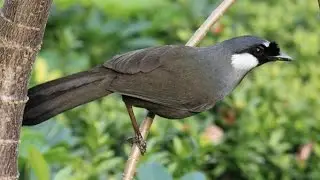 Birds Black-throated laughingthrush (Garrulax chinensis): The Sound Of Birds Singing The Best - 2017