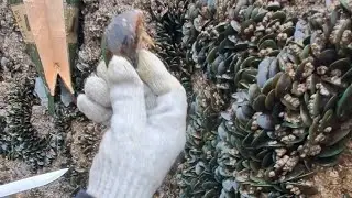 Daming Tahong sa PUI-O BEACH HK | MUSSELS