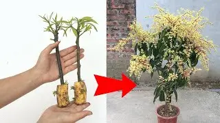 How to propagate mango trees effectively with banana &ndash; Boost survival rate up to 99%!