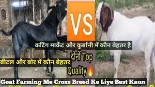 Beetal Goat 🆚 Boer Goat Me Best Breeds Kaun | Cross Breeding I कटिंग मार्केट और कुर्बानी Goat Farm