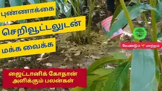 புண்ணாக்கை செறிவூட்டலுடன் மக்க வைக்க! #ഏലം #ஏலக்காய்