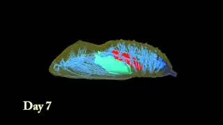 Animation of Developing Butterfly Chrysalis