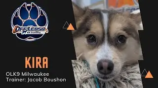 11 Month Old Pomsky &ldquo;Kira&rdquo; / Puppy Reactivity / Milwaukee Dog Trainers