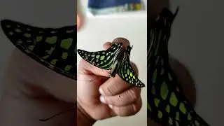 Tailed Jay Butterfly 🦋 Indian Green Butterfly
