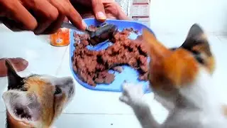 Cat Food Fight