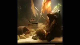 Betta Pallifina males dominance behaviour