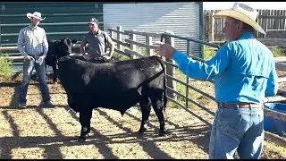 Herd Quitter® Minute - Bull Evaluation
