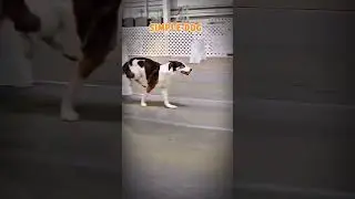 Simple dog after flash dog 🔥😱 | with sigma trollface | trollface edit #trollface #trending #shorts