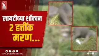 Elephant Herd Destroys Crops on Karnataka-Goa Border; Two Killed by Live Wires