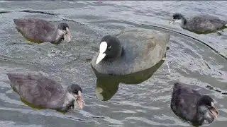 Baby Coot Sound || Baby duck Sounds || Baby Coot Bird Voices