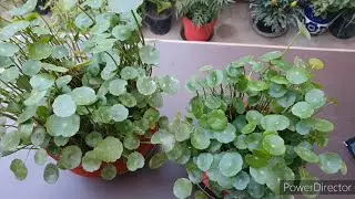 Щитолистник/Долларовое растение/Как удобрять и ухаживать
