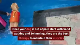 Dog Hip Dysplasia - Home Care tips!