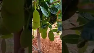One year Jack fruit plant
