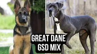 Large Sized Great Dane German Shepherd Mix | GSD Mix