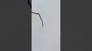 ПОВРЕЖДЕНИЕ СТВОЛА ЯБЛОНИ🌳