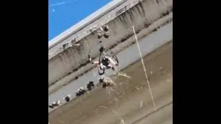 Epic Australian Spider!