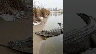 Florida Snow