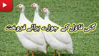 Guniea Fowl Bird Available For Sale In Pakistan | Guniea Fowl |