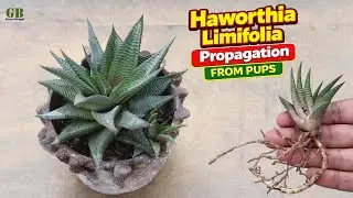 Haworthia Limifolia Propagation by Dividing Pups | Easy Succulent Care & Growing Tips
