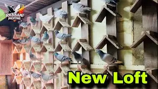 নতুন চমক, নতুন কবুতর ঘর / Rabbani pigeons 