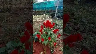 Poopoli Wayanad Flower show #shorts #viral