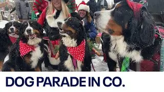 Bernese Mountain Dog Parade in Breckenridge, Colorado 🐶