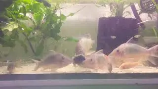 Brochis multiradiatus feeding