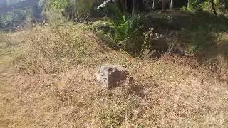 2.acre Land for lease 100 coconut tree cow shed small house for rent PALAKKAD chittur 7902693276