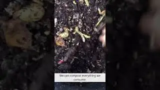 Composting cooked waste #composting #food #waste #organic