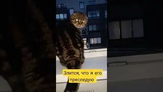 Преследую кота 🫣😶&zwj;🌫👽| Домашний кототриллер | Cat thriller