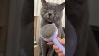Relaxing Cat ASMR Grooming with the Best Brush Ever 😴🐈