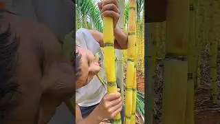 Eating sugarcane so sweet fresh and rural farming life #fruit #enjoy #sugarcane
