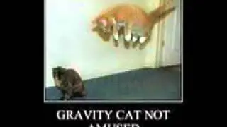 Gravity Cat not Amused!!!!!!!