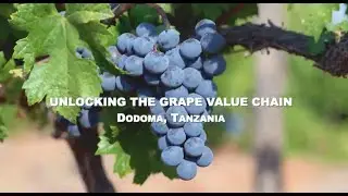 Unlocking The Grape Value Chain In Dodoma - The Agricultural Helix In Action