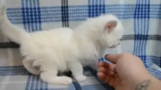 CHLOE'S KITTENS BORN JULY 21, 2019 TRAD. $1050  MINK SOLIDS $1150- ARagdollToLove  AUGUST 27, 2019