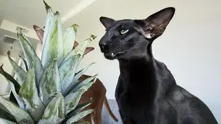ORIENTAL Shorthair CATS Like PINEAPPLE 🍍Funny Animals