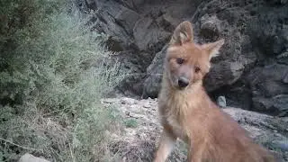 First-ever high-definition footage of dholes in Qinghai