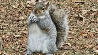 Squirrels, Matty's Patty's Toronto Adventure - Grants Adventure Episode 981