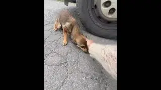 resgate do cachorro abandonado 😭😭😭