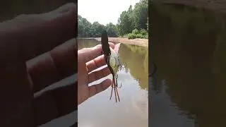 Crazy Bird Lure! #shorts
