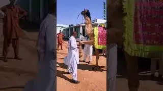 #cemal gemas show #animal games show #animal games tourist show #camel games best place show