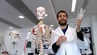 KS3 Science: Mr Willshaw vs The Joints