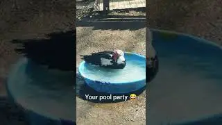 Pool Party Crasher 😂
