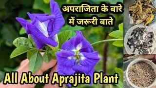 Full Care of Aparajita Plant//How to Grow Shankhpushpi/Aparajita at Home //अपराजिता पौधे की देखभाल 