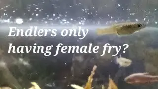 Only Female Endler Fry? Fry gender difference takes longer than I thought