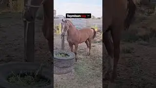 #horse Mana toyni legendasi #kopkari uz sports rek#$$$