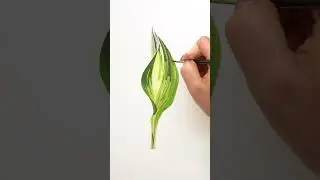 how to #paint a #watercolor #hosta #leaf full #step-by-step #tutorial is available with #membership