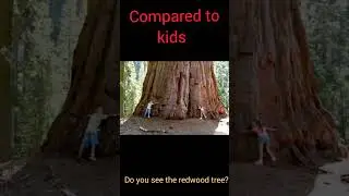 Do you see the redwood tree?