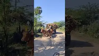 New Bullock Cart heavy load Riding in pulling #BullockCart